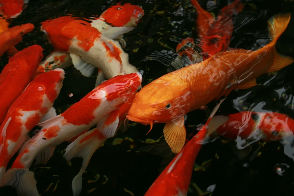 pexels hung tran 1622186704 29335971