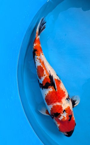 PXL 20251130 074658401.PORTRAIT.ORIGINAL2