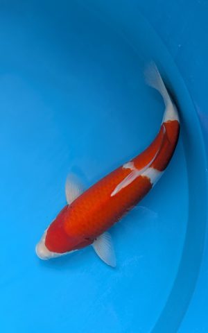 PXL 20251202 105152565.PORTRAIT2