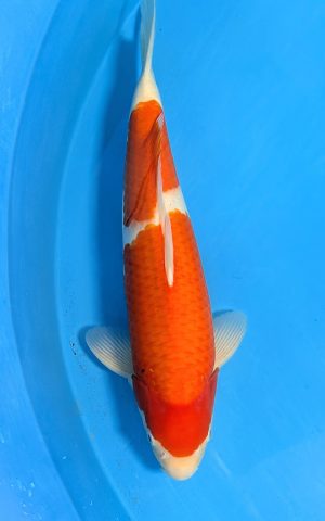 Kohaku 5 PXL 20251202 105233344.PORTRAIT4