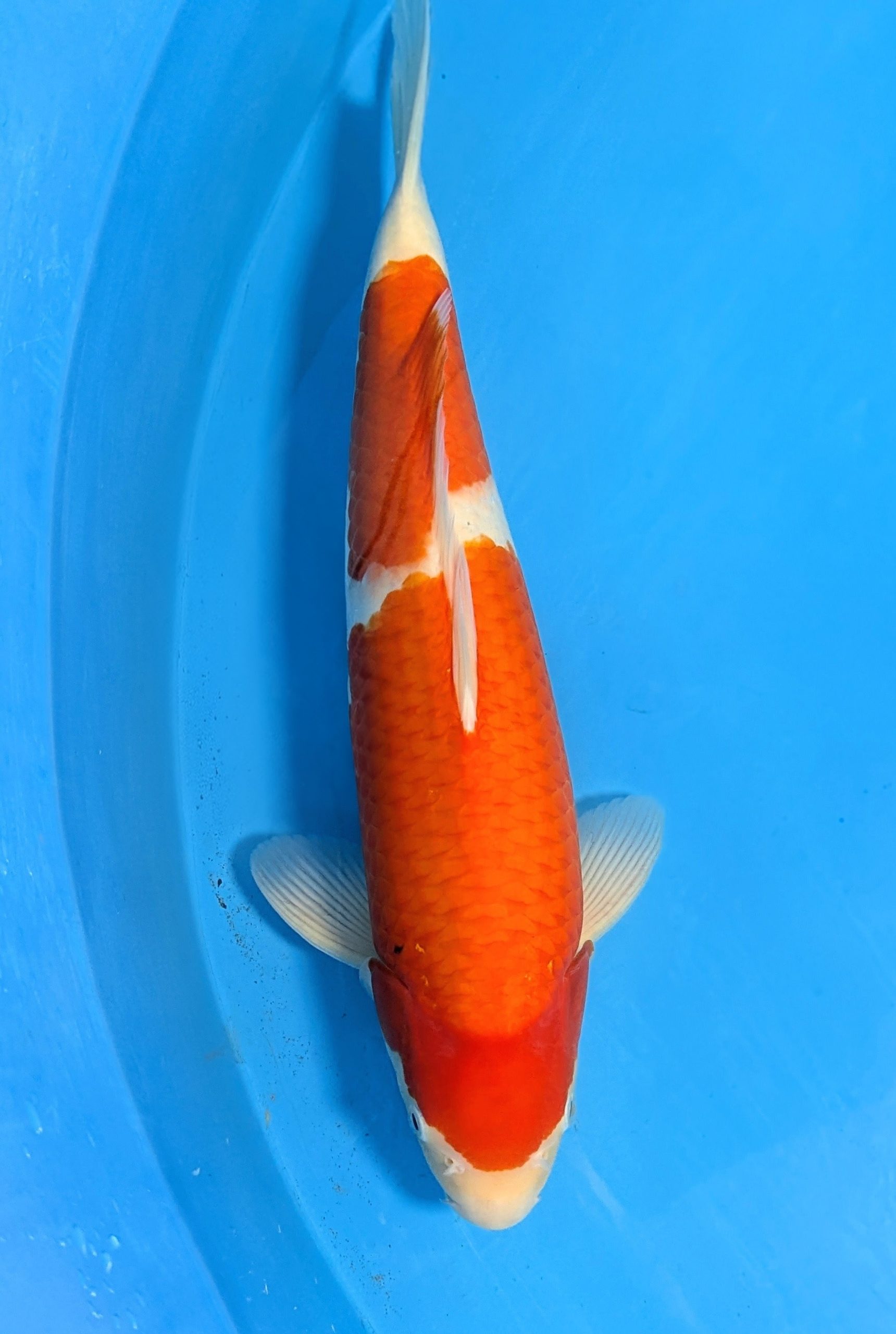 Kohaku 3 Kohaku - Image 3