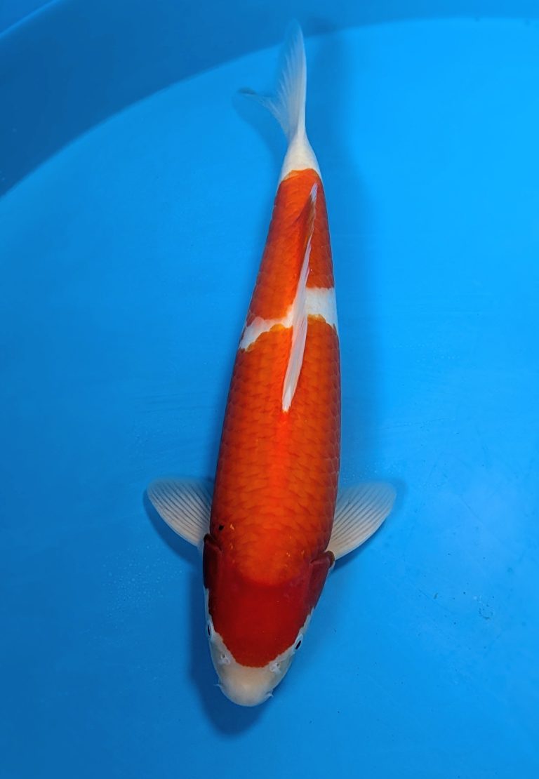 Kohaku