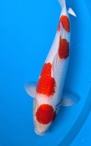 PXL 20251202 110451013.PORTRAIT2