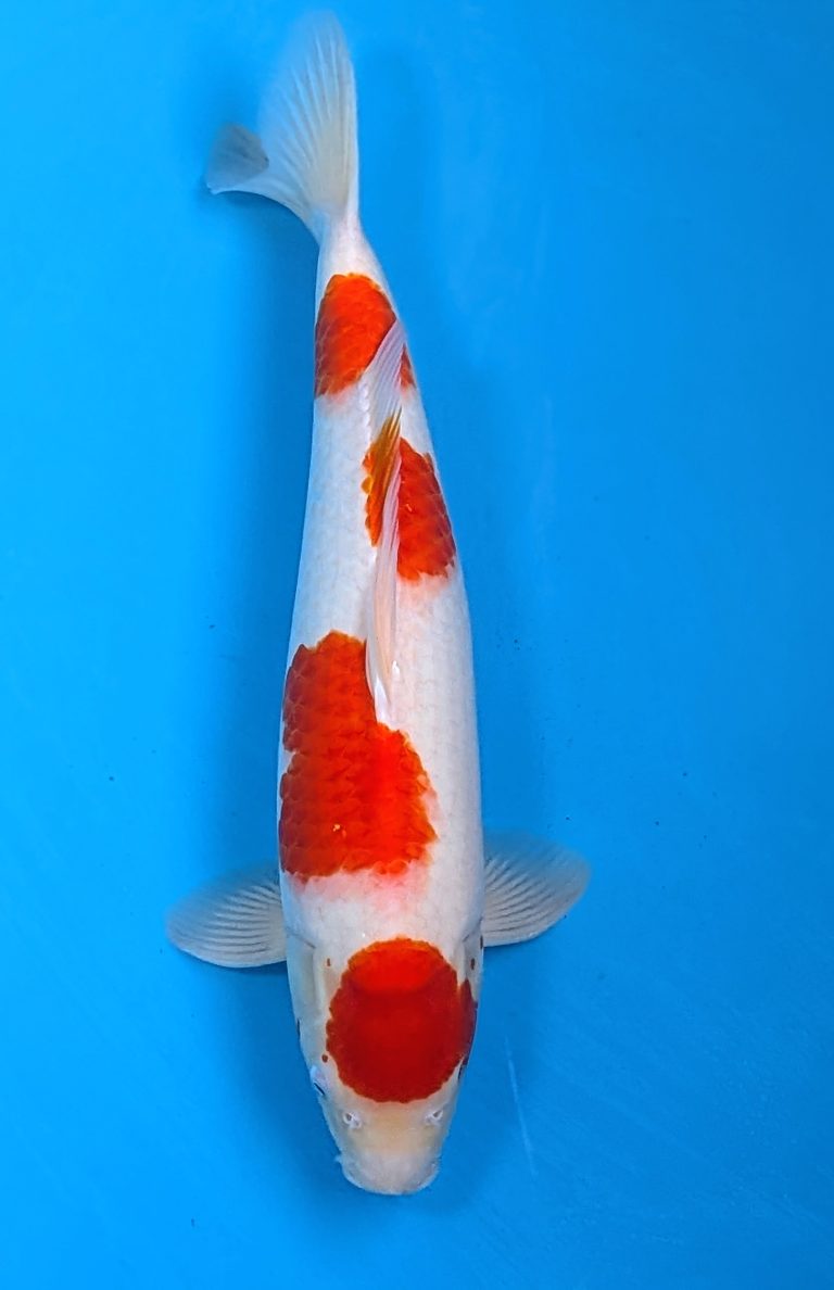 Kohaku